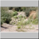 Philanthus triangulum - Bienenwolf w38j Habitat - Sandgrube OS-Wallenhorst.jpg